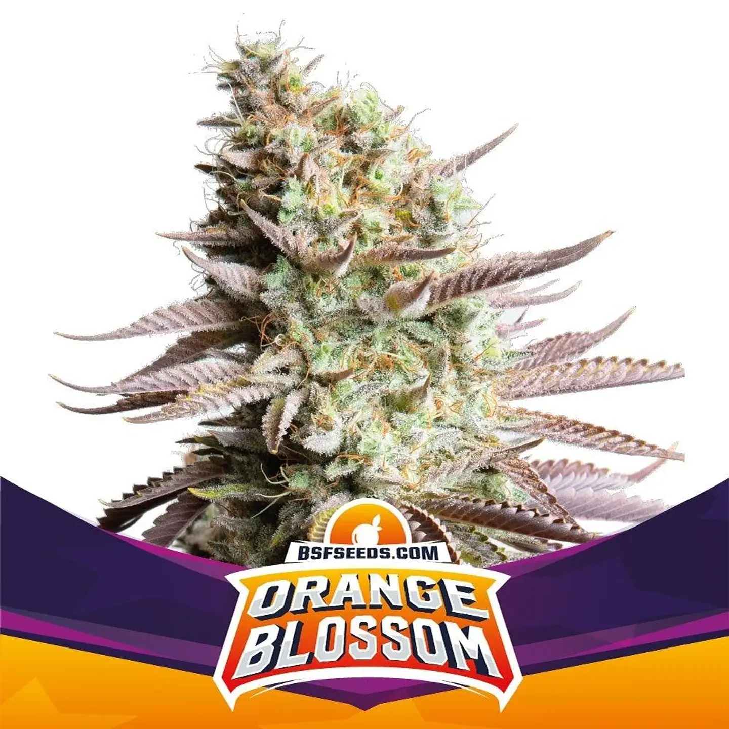 Orange Blossom Xxl Auto -Bsf (X12/X7/X4/X2) 6