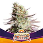 Orange Blossom Xxl Auto -Bsf (X12/X7/X4/X2) - Miniatura 6