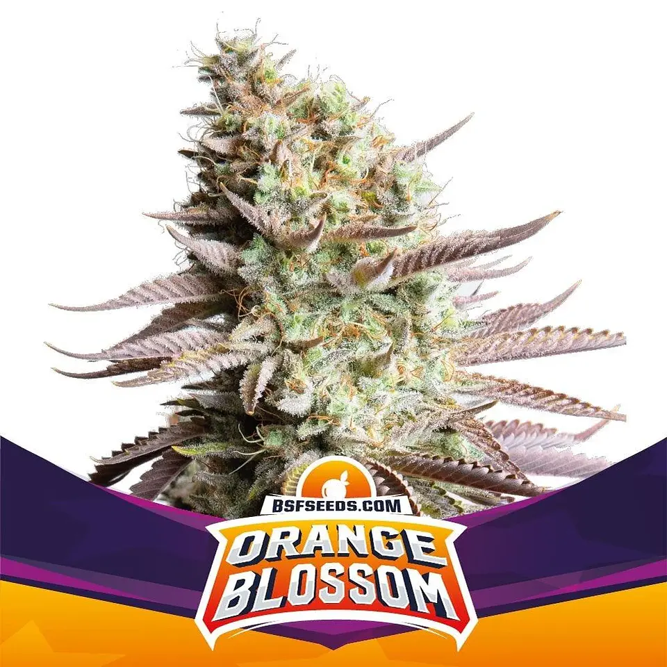 Orange Blossom Xxl Auto -Bsf (X12/X7/X4/X2) 6