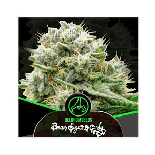 Bear Sugar Candy Fem X100-Delirium Seeds