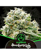 Bear Sugar Candy Fem -Delirium Seeds (X100/X4/X2/X1) - Miniatura 4
