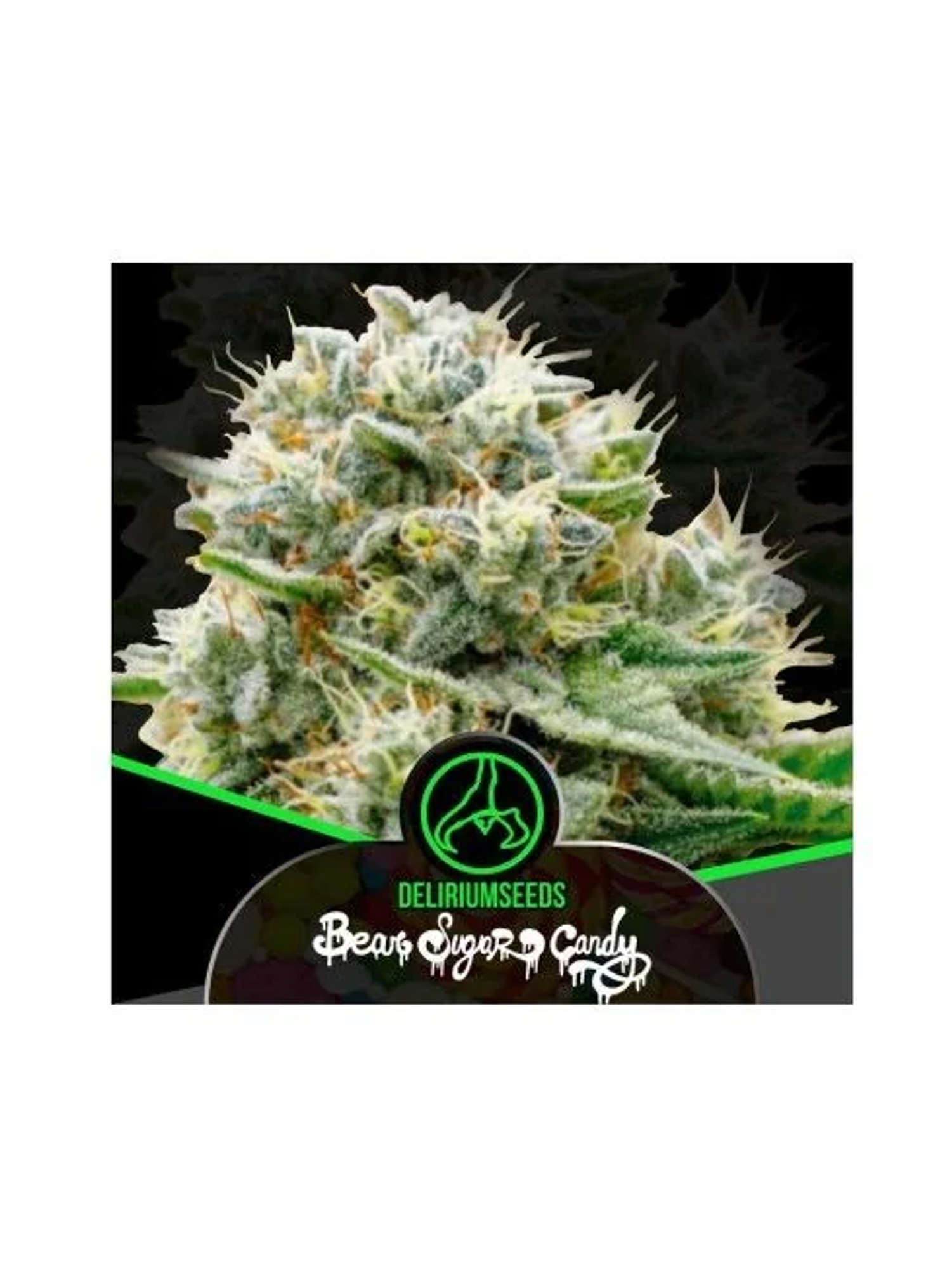 Bear Sugar Candy Fem -Delirium Seeds (X100/X4/X2/X1) 3