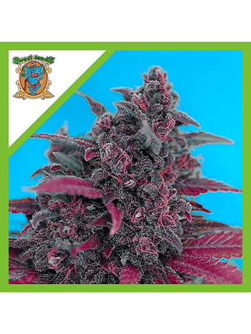 Dark Devil Red Family  Auto® X25-Sweet Seeds 5