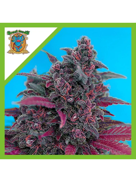 Dark Devil Red Family Auto® -Sweet Seeds (X25/X3+1) 5