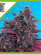 Dark Devil Red Family  Auto® X25-Sweet Seeds - Miniatura 5