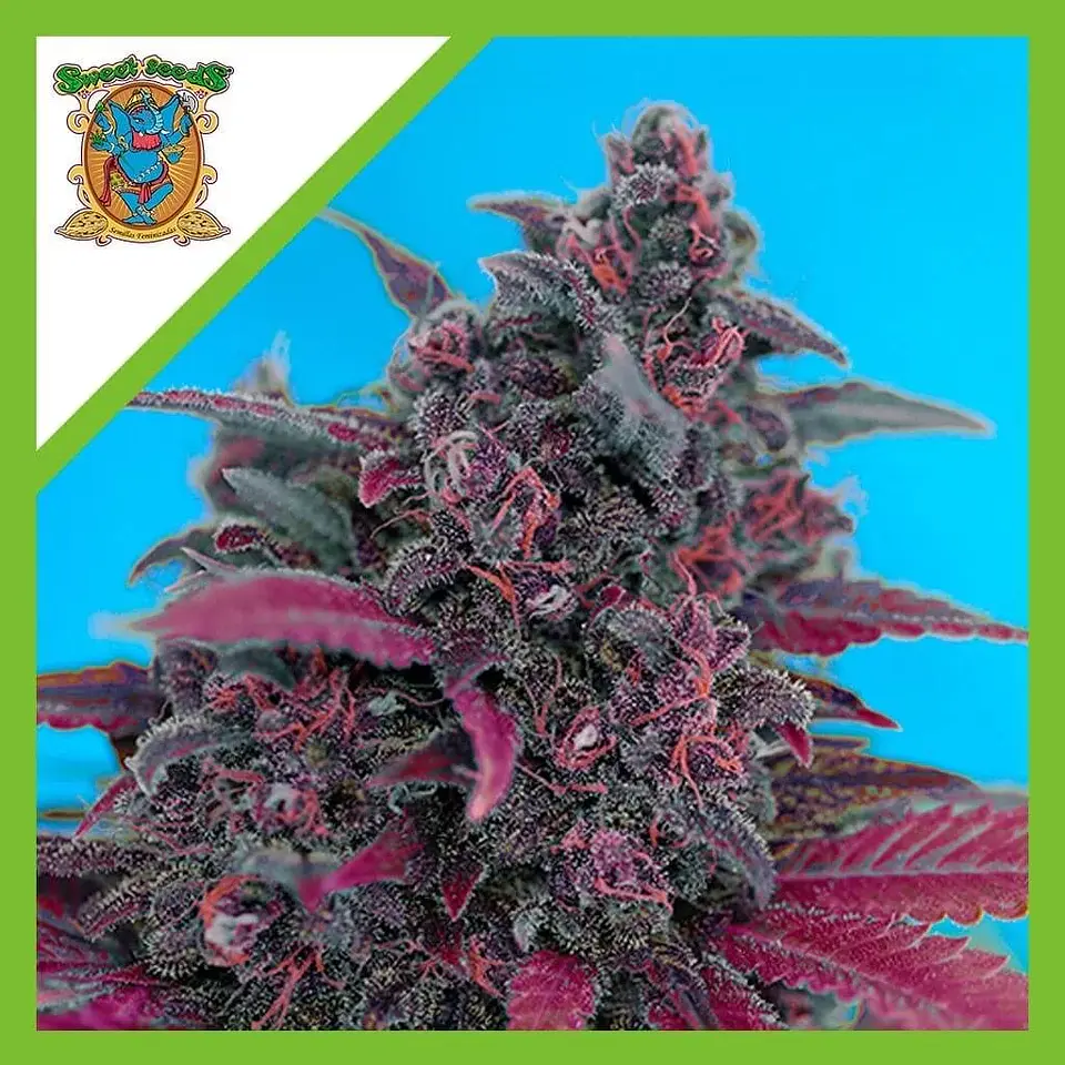 Dark Devil Red Family Auto® -Sweet Seeds (X25/X3+1) 5