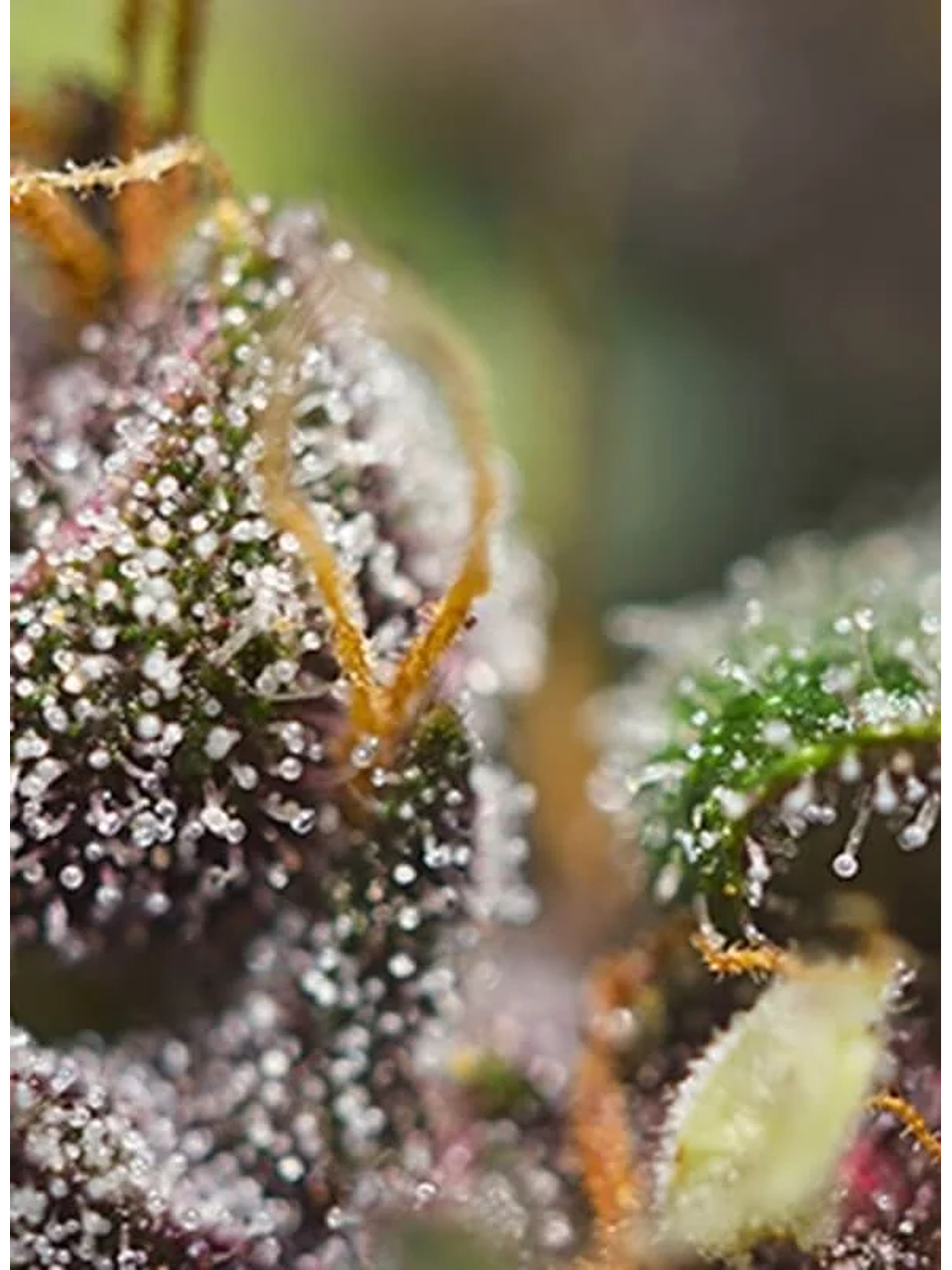 Dark Devil Red Family Auto® -Sweet Seeds (X25/X3+1) 6