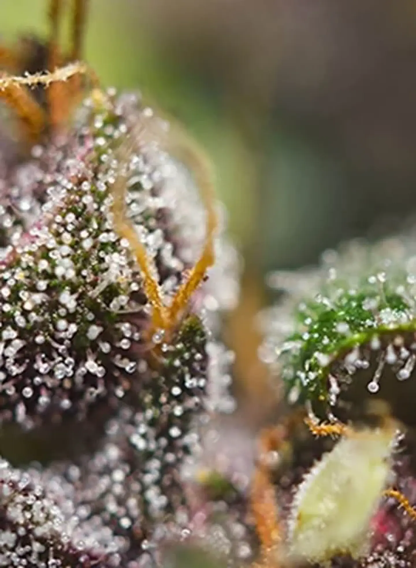 Dark Devil Red Family Auto® -Sweet Seeds (X25/X3+1) 6
