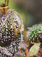 Dark Devil Red Family Auto® -Sweet Seeds (X25/X3+1) - Miniatura 6