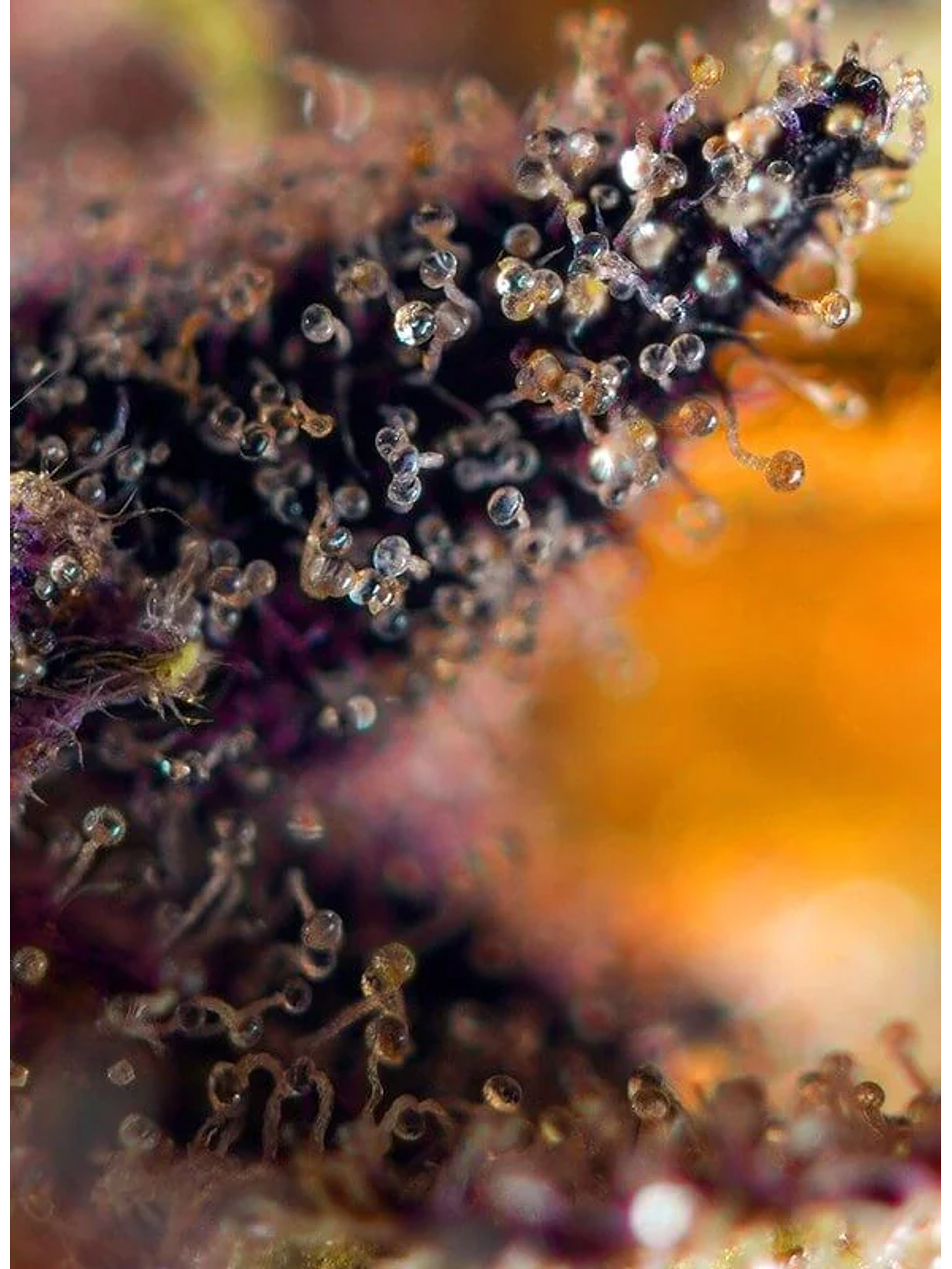 Dark Devil Red Family Auto® -Sweet Seeds (X25/X3+1) 7