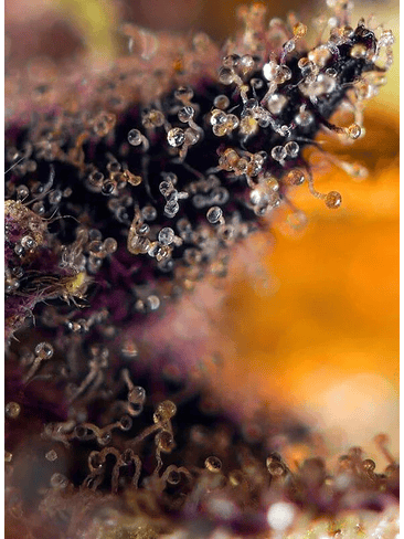 Dark Devil Red Family  Auto® X25-Sweet Seeds 7