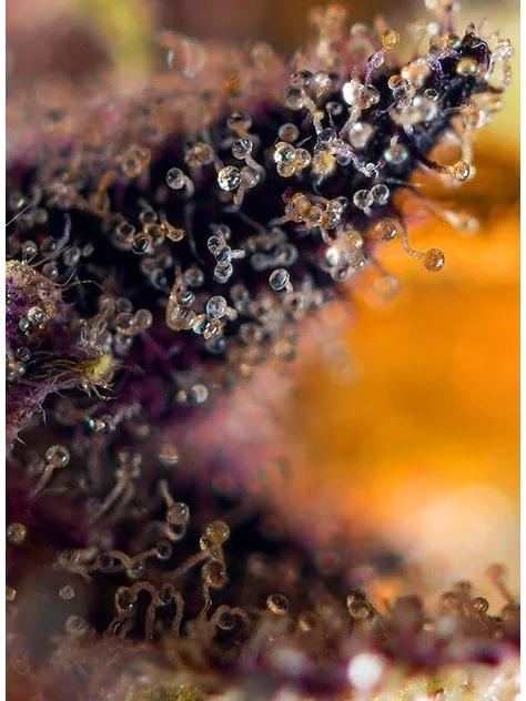 Dark Devil Red Family Auto® -Sweet Seeds (X25/X3+1) 7
