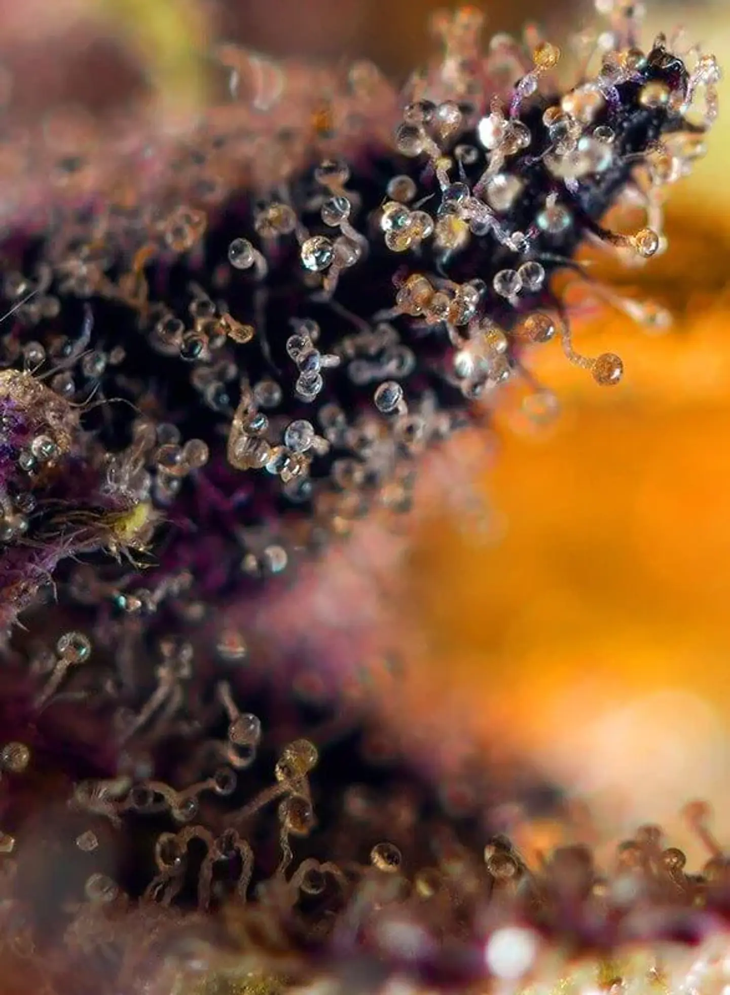 Dark Devil Red Family Auto® -Sweet Seeds (X25/X3+1) 7