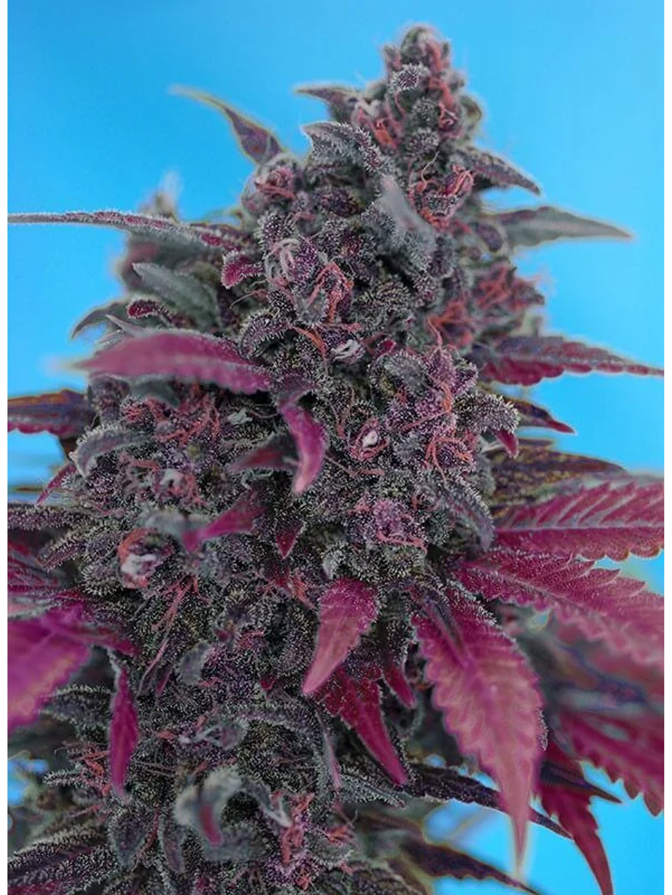 Dark Devil Red Family Auto® -Sweet Seeds (X25/X3+1) 8