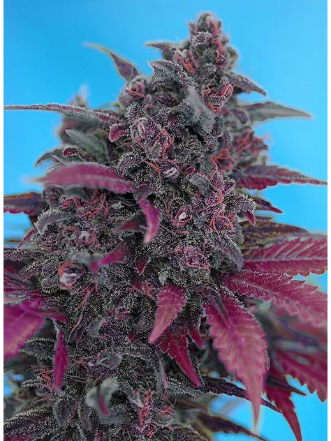Dark Devil Red Family Auto® -Sweet Seeds (X25/X3+1) 8