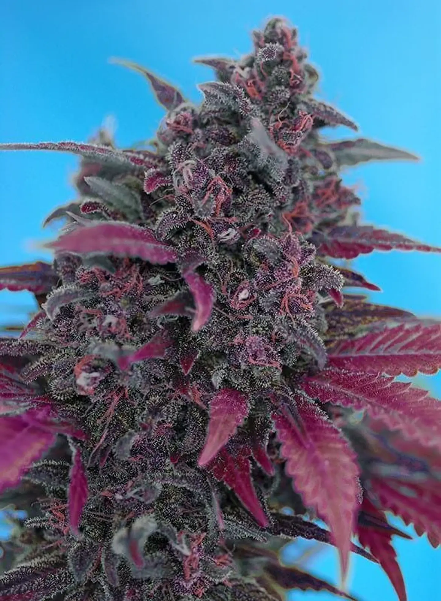 Dark Devil Red Family Auto® -Sweet Seeds (X25/X3+1) 8