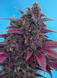 Dark Devil Red Family Auto® -Sweet Seeds (X25/X3+1) - Miniatura 8