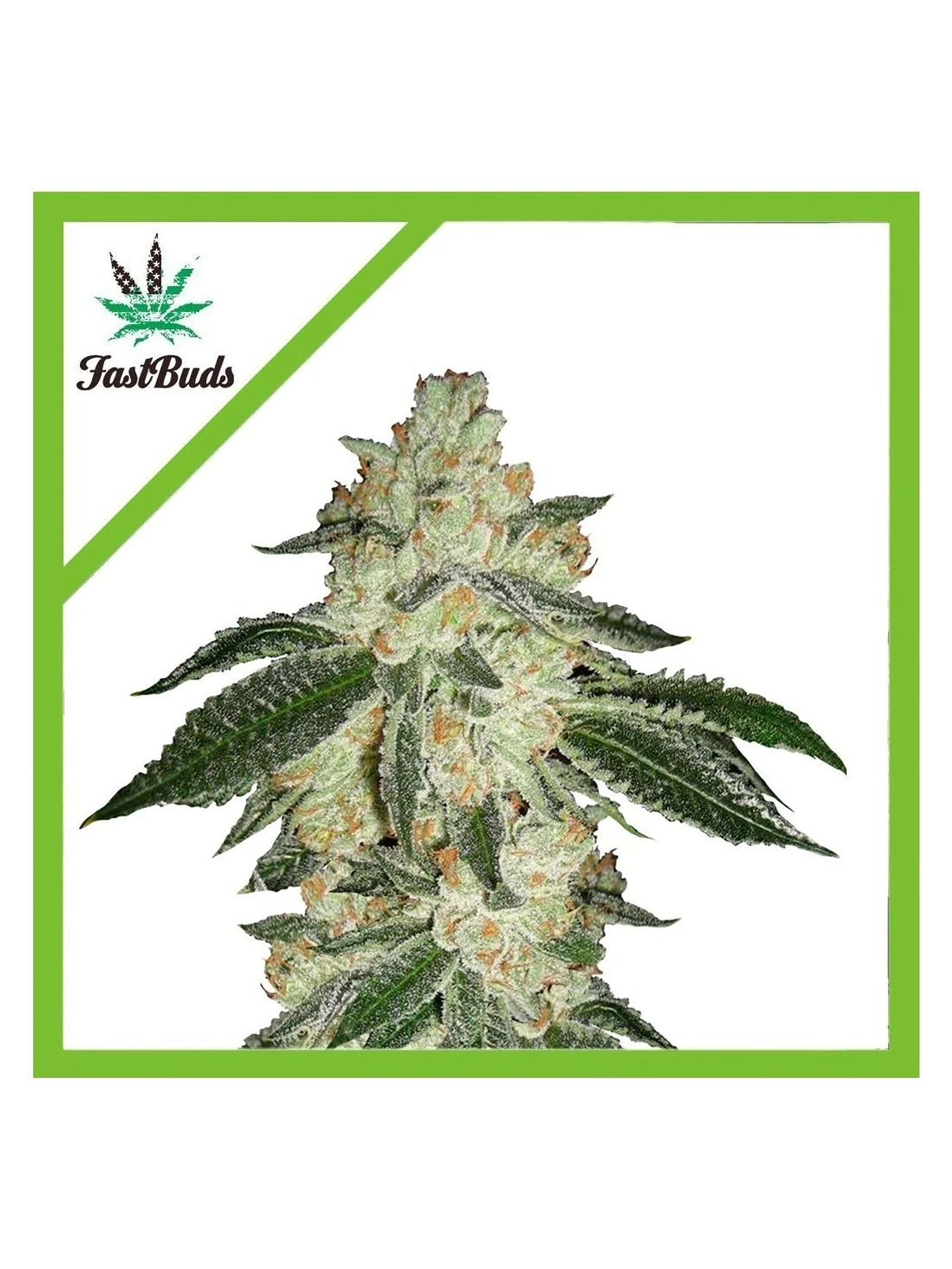 Green Crack Auto -Fast Buds (X5/X3/X1) 2