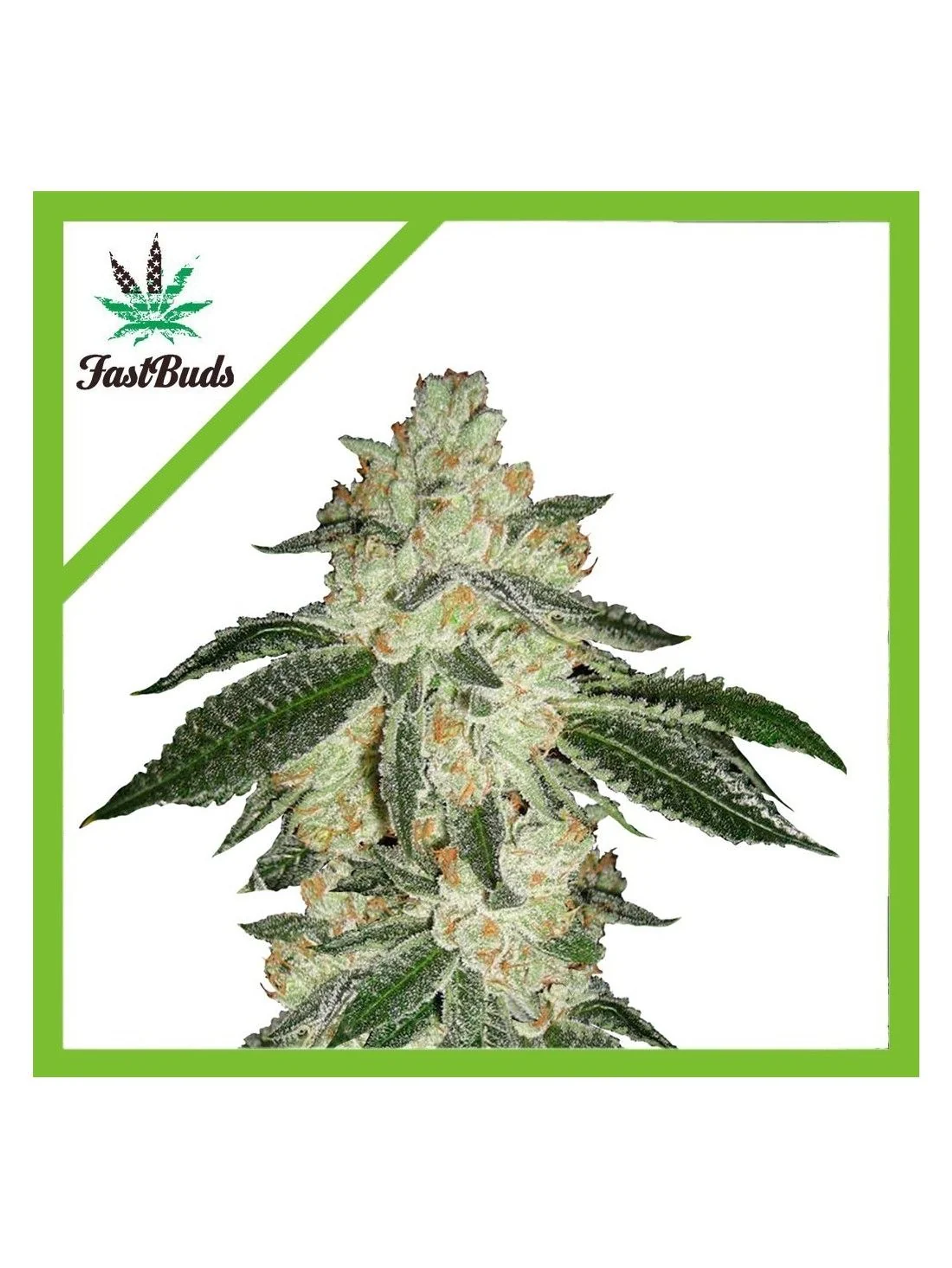 Green Crack Auto -Fast Buds (X5/X3/X1) 2