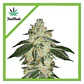 Green Crack Auto -Fast Buds (X5/X3/X1) - Miniatura 2
