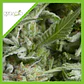 Alpujarreña Auto -Pyramid Seeds (X5+2/X3+1/X1) - Miniatura 2