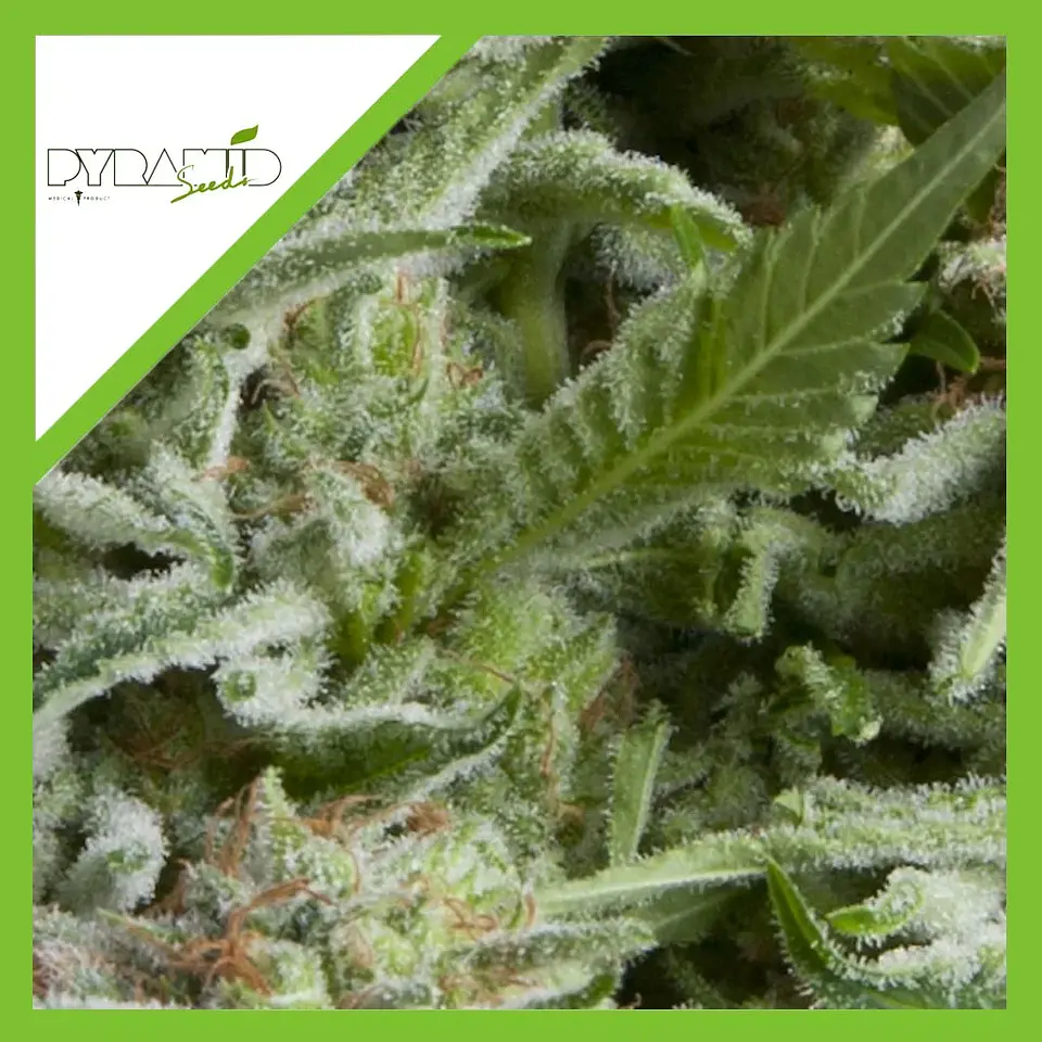 Alpujarreña Auto -Pyramid Seeds (X5+2/X3+1/X1) 2
