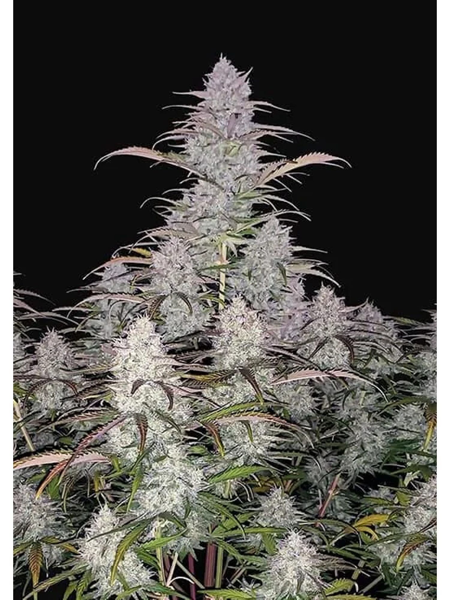 Green Crack Auto -Fast Buds (X5/X3/X1) 4