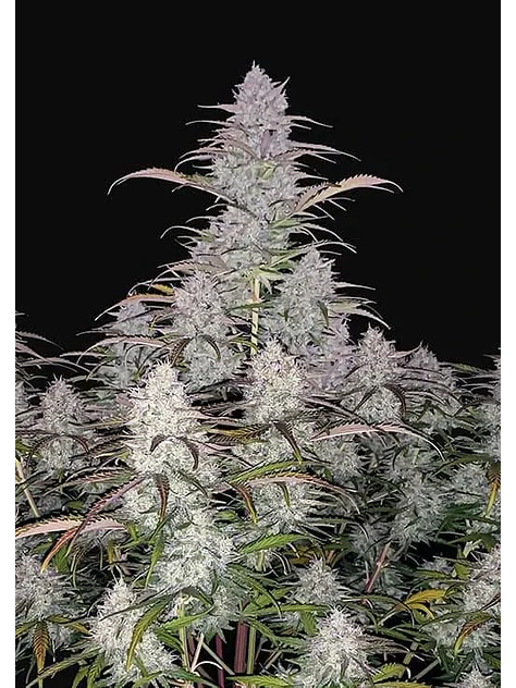 Green Crack Auto -Fast Buds (X5/X3/X1) 4