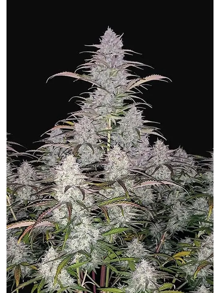 Green Crack Auto -Fast Buds (X5/X3/X1) 4
