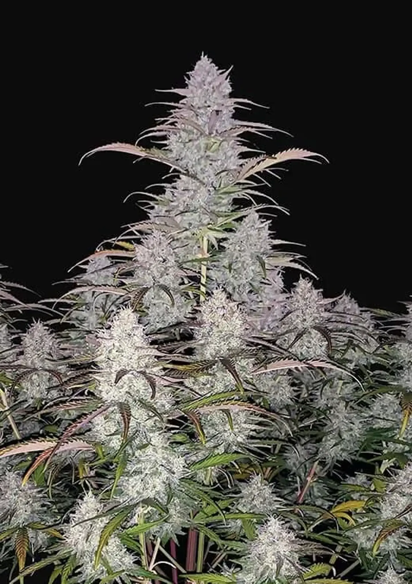 Green Crack Auto -Fast Buds (X5/X3/X1) 4