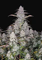 Green Crack Auto -Fast Buds (X5/X3/X1) - Miniatura 4