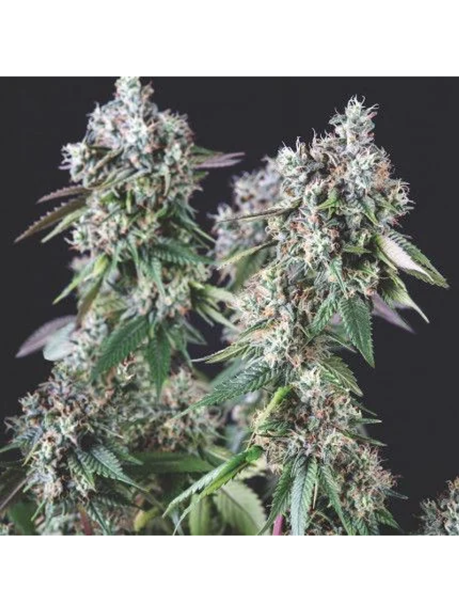 Mendocino Purple Kush Fem -Pyramid Seeds (X5+2/X3+1) 2
