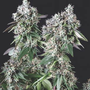 Mendocino Purple Kush Fem X5+2-Pyramid Seeds