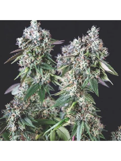 Mendocino Purple Kush Fem -Pyramid Seeds (X5+2/X3+1) 2