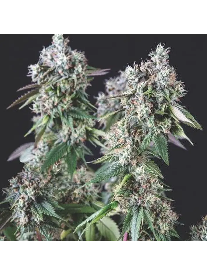 Mendocino Purple Kush Fem -Pyramid Seeds (X5+2/X3+1) 2