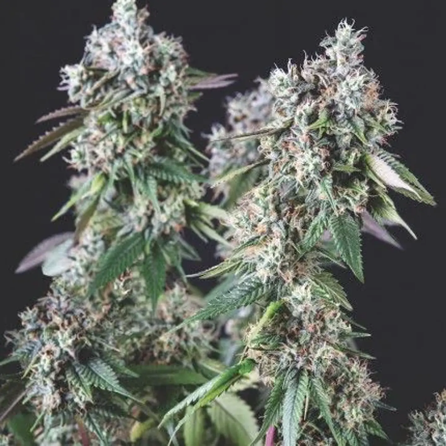 Mendocino Purple Kush Fem -Pyramid Seeds (X5+2/X3+1) 2