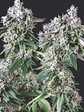 Mendocino Purple Kush Fem X5+2-Pyramid Seeds - Miniatura 2