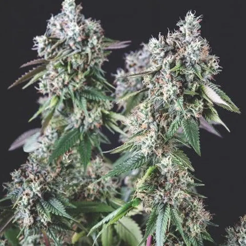 Mendocino Purple Kush Fem -Pyramid Seeds (X5+2/X3+1) 2