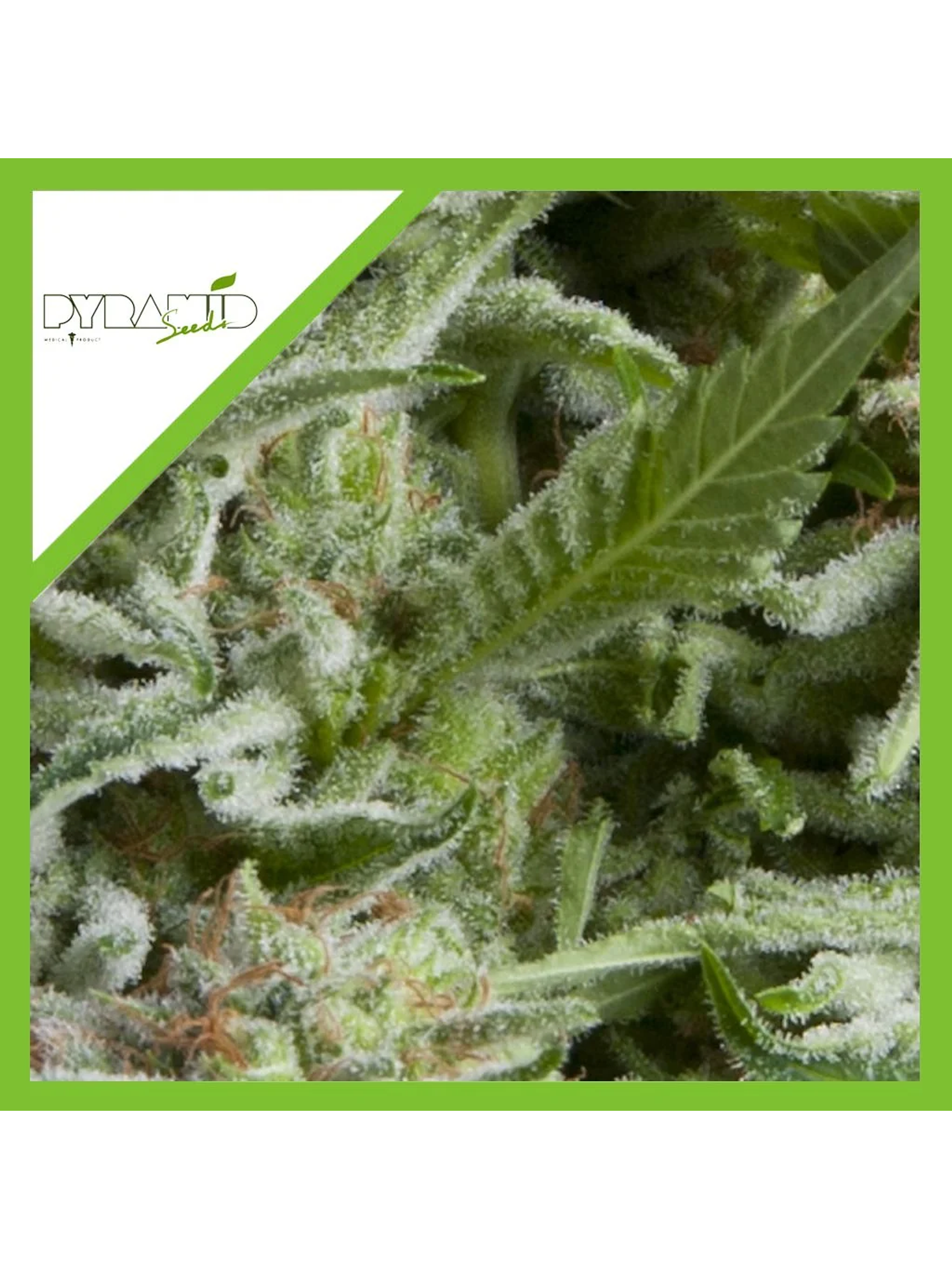 Alpujarreña Auto -Pyramid Seeds (X5+2/X3+1/X1) 4