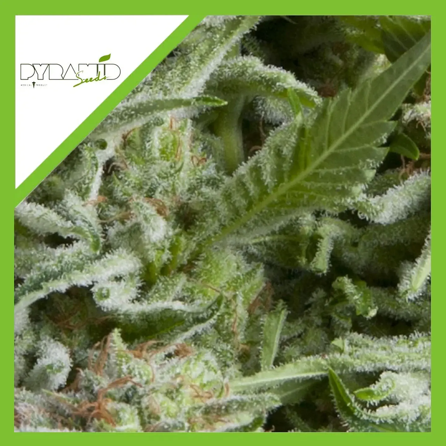 Alpujarreña Auto -Pyramid Seeds (X5+2/X3+1/X1) 4