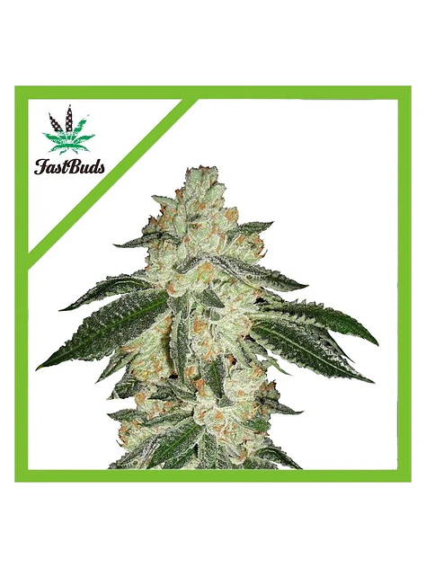 Green Crack Auto -Fast Buds (X5/X3/X1) 3