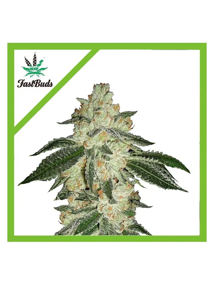 Green Crack Auto -Fast Buds (X5/X3/X1) 3