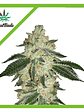 Green Crack Auto X5-Fast Buds - Miniatura 3