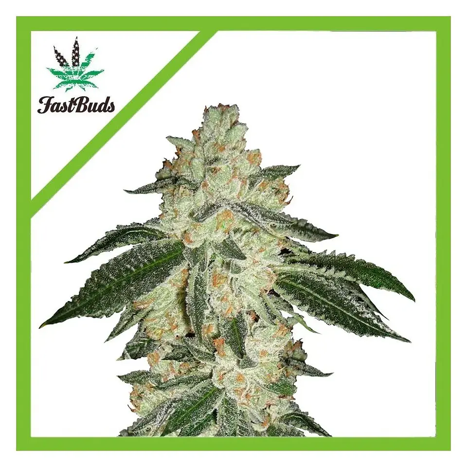 Green Crack Auto -Fast Buds (X5/X3/X1) 3