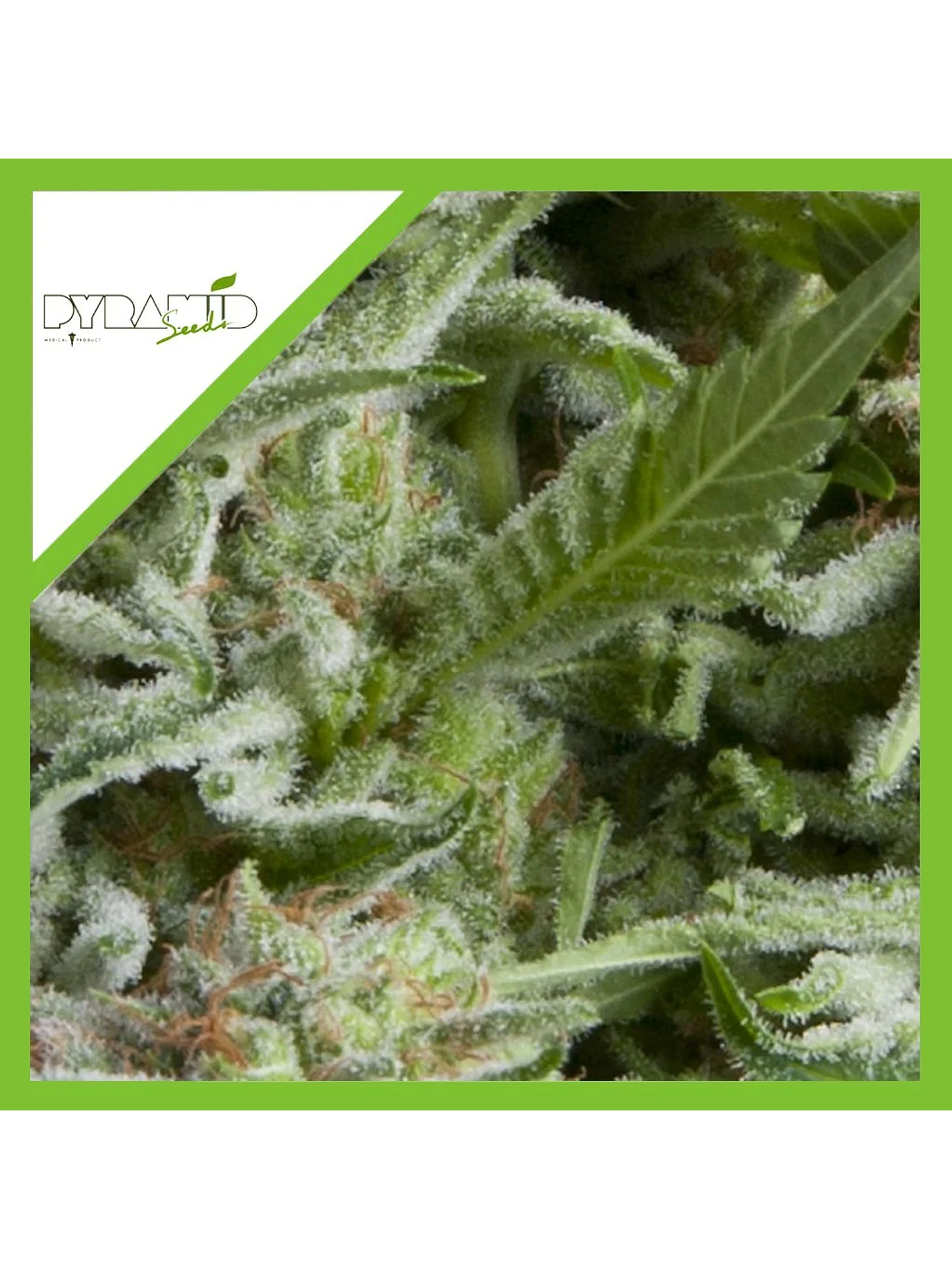 Alpujarreña Auto -Pyramid Seeds (X5+2/X3+1/X1) 3