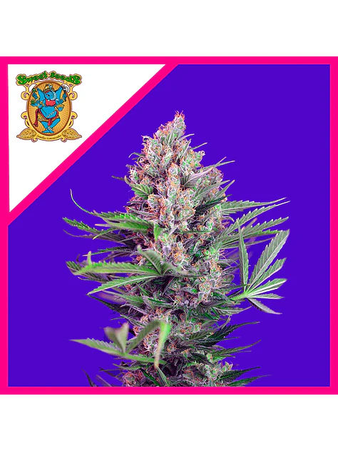 Cream Mandarine F1 Fem (x3+1 / x25 / X100)-Sweet Seeds 2