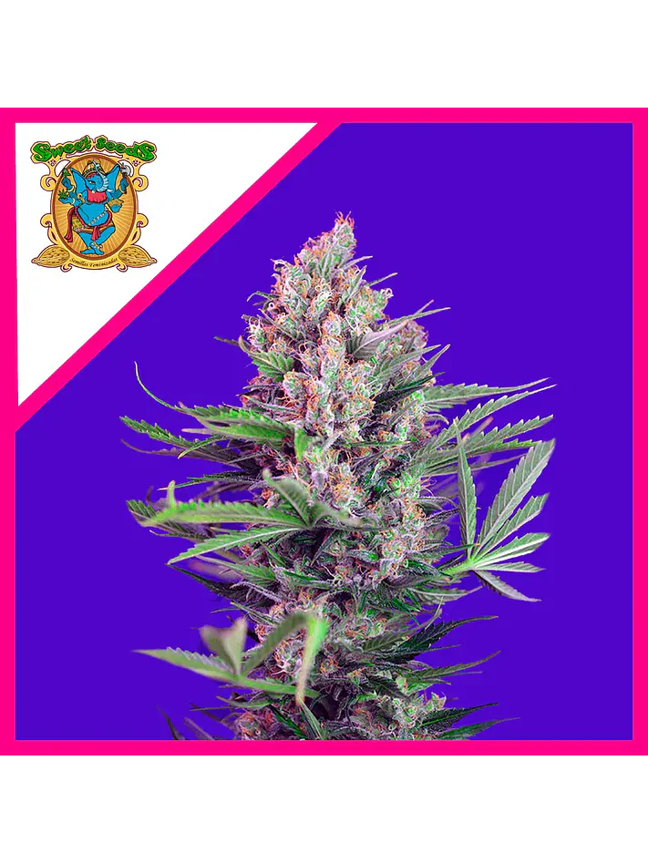 Cream Mandarine F1 Fem (x3+1 / x25 / X100)-Sweet Seeds 2