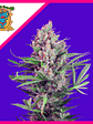 Cream Mandarine F1 Fem (x3+1 / x25 / X100)-Sweet Seeds - Miniatura 2