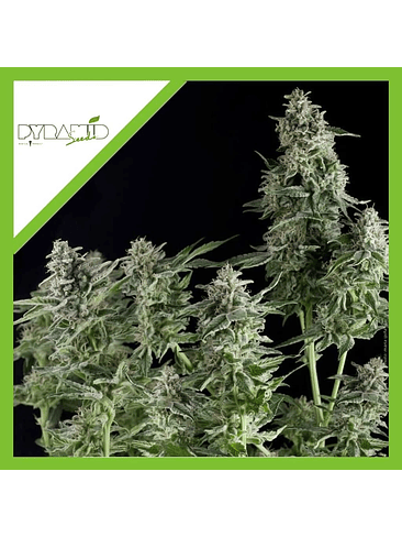 Northern Lights Auto X5+2 -Pyramid Seeds 2