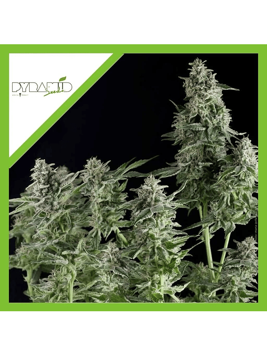 Northern Lights Auto X5+2 -Pyramid Seeds 2